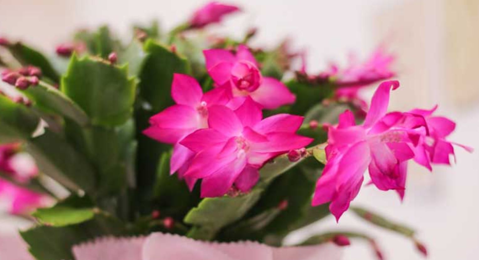 Công dụng của cây Hoa Tiểu Quỳnh